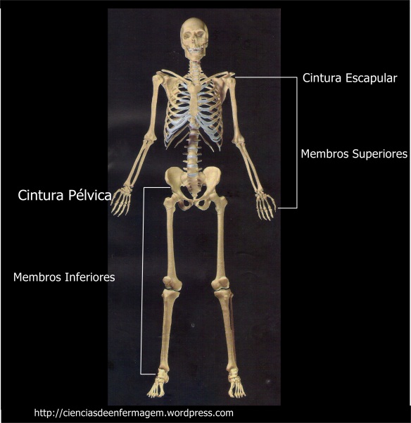 Anatomia Humana  Ciências de Enfermagem